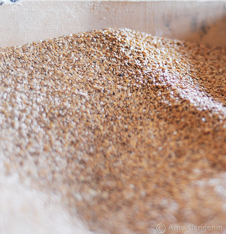 Golden kernels of wheat sit in a wooden container before being ground into flour at Moulbaix windmill.