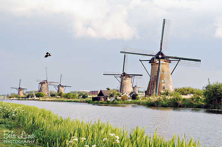 A magpie flies in front of some of the windmills in Kinderdijk.