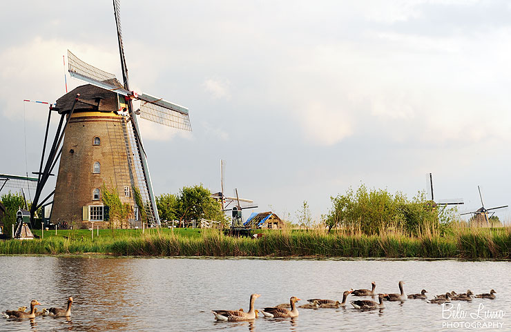 Goose families floating down the canal at Kinderdijk.